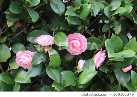 日本早春花園盛開的雙粉色山茶花 100103379