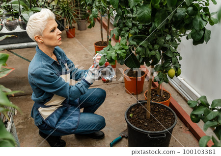 Interior with lots of plants. Take care of house plants. 100103381