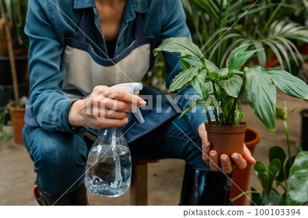 Home garden concept. Spring time. Interior with lots of plants. Home gardening. 100103394