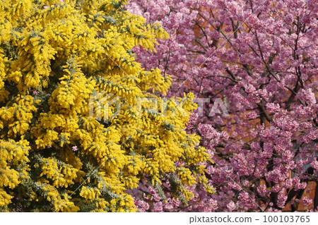 藏前神社盛開的含羞草花和河津櫻花 藏前神社盛開的含羞草花和河津櫻花 100103765