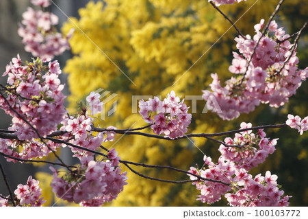 藏前神社盛開的河津櫻花。含羞草在後面 藏前神社盛開的河津櫻花。含羞草在後面 100103772