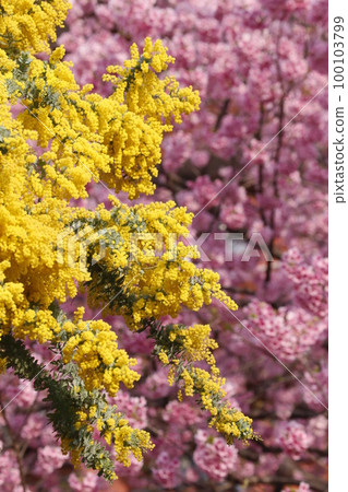 藏前神社盛開的含羞草花和河津櫻花 藏前神社盛開的含羞草花和河津櫻花 100103799