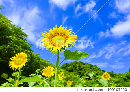 Field of bright yellow sunflowers in summer blue sky and white clouds 100103930