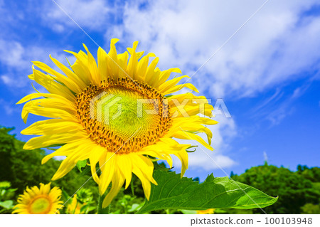 Field of bright yellow sunflowers in summer blue sky and white clouds 100103948