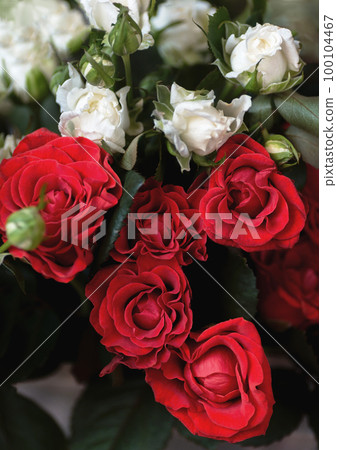 natural background of a bouquet of scarlet and white roses 100104467