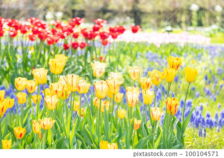 五月的鬱金香田 100104571