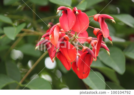 美國Deigo 100104792