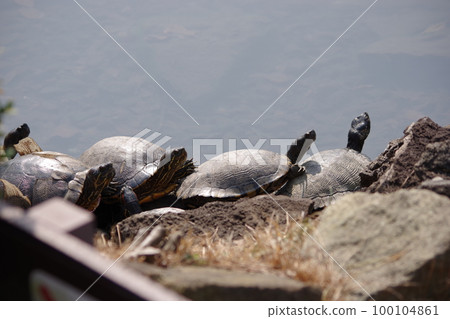 Turtle shellfish Turtle shellfish 100104861