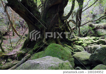 白谷雲水峽 (Drum Rock) 白谷雲水峽 (Drum Rock) 100104952
