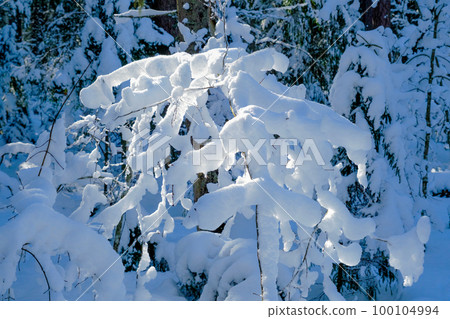 Snow on the branches. Trees in the snow. A lot of snow in the forest. Tree branches in snow, close up. Winter in the forest. March in Latvia 100104994