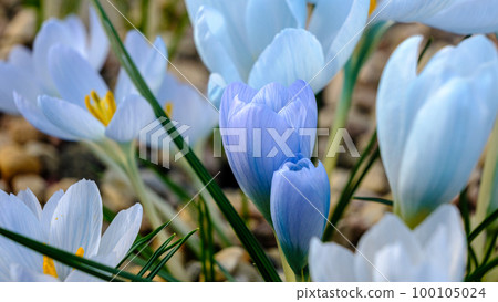 Light blue, lilac petals for a crocus. Multicolored petals for crocuses. Bright orange center flowers in a flower bed in spring blooming in the sun. The most beautiful spring flowers. Light blue, lilac petals for a crocus. Multicolored petals for crocuses. Bright orange center flowers in a flower bed in spring blooming in the sun. The most beautiful spring flowers. 100105024