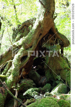 Shiratani Unsuikyo (Drum Rock) Shiratani Unsuikyo (Drum Rock) 100105026