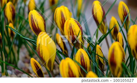 Yellow crocuses. Petals have dark patterns. flowers in a flower bed in spring blooming in the sun. The most beautiful spring flowers. Yellow crocuses. Petals have dark patterns. flowers in a flower bed in spring blooming in the sun. The most beautiful spring flowers. 100105027