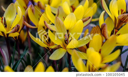 Light yellow crocuses. Petals have dark patterns. flowers in a flower bed in spring blooming in the sun. The most beautiful spring flowers. Light yellow crocuses. Petals have dark patterns. flowers in a flower bed in spring blooming in the sun. The most beautiful spring flowers. 100105045