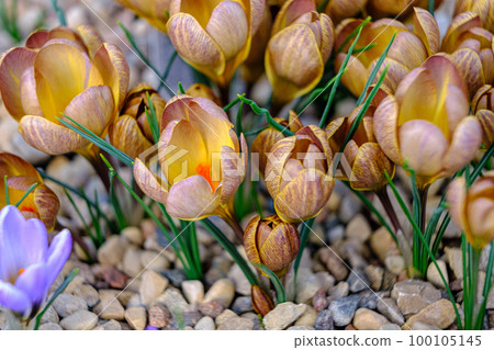 Brown petals for a crocus. Multicolored petals for crocuses. Bright orange center flowers in a flower bed in spring blooming in the sun. The most beautiful spring flowers. 100105145