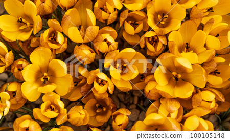 Yellow crocus flowers in a flowerbed at springtime blooming in the sun. The most beautiful spring flowers 100105148
