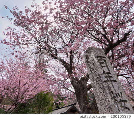 樹齡超過300年的黑田百年櫻盛開～京都京北 100105589