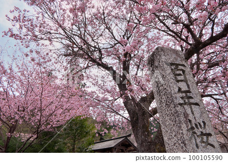 Over 300 years old Kuroda Hyakunenzakura cherry blossoms in full bloom ~Kyoto Keihoku 100105590