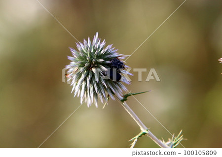 Small insects on leaves and flowers in a city park in Israel. Small insects on leaves and flowers in a city park in Israel. 100105809