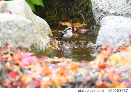 A little bird bathing in the autumn leaves A little bird bathing in the autumn leaves 100105887