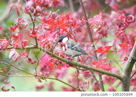 maple and titmouse 100105894