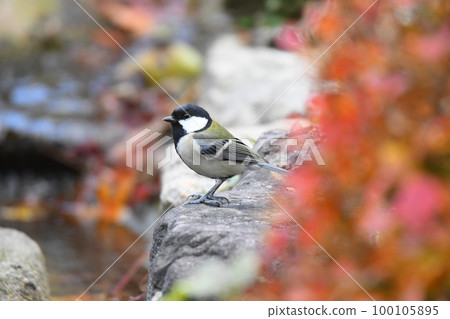 A little bird bathing in the autumn leaves A little bird bathing in the autumn leaves 100105895