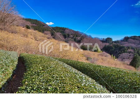 Ashigara tea plantation and Japanese allspice garden Ashigara tea plantation and Japanese allspice garden 100106328