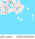 Cherry blossom petals dancing in the sunny spring sky 100106504