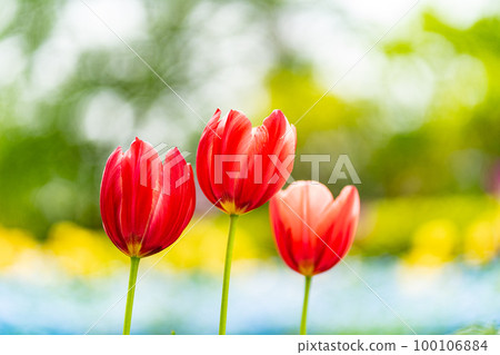 Tulip and Nemophila 100106884