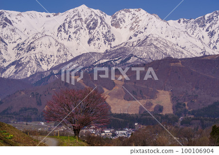 A single cherry tree in Nodaira and snow-capped Hakuba Sanzan (1) 100106904