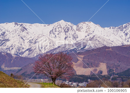 野平的一棵櫻花樹和白雪皚皚的白馬三山（二） 100106905