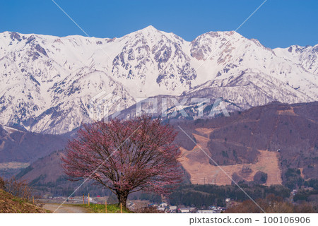 A single cherry tree in Nodaira and snow-capped Hakuba Sanzan (3) A single cherry tree in Nodaira and snow-capped Hakuba Sanzan (3) 100106906