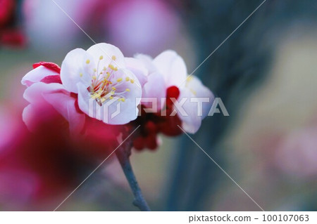 Pretty white plum Pretty white plum 100107063