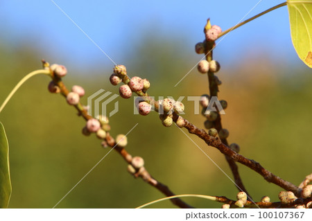 Wild berries on bushes and trees in a city park in Israel. 100107367