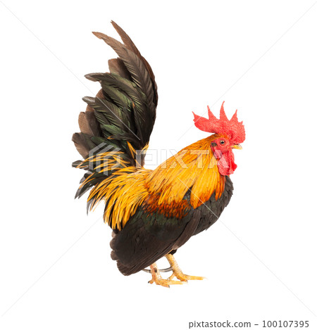 Portrait of bantam chicken on transparent background, PNG file 100107395