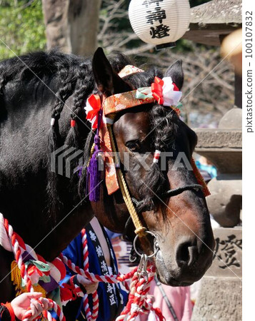 一年一度的野原八幡宮祭典上的新馬(熊本縣荒尾市) 一年一度的野原八幡宮祭典上的新馬(熊本縣荒尾市) 100107832
