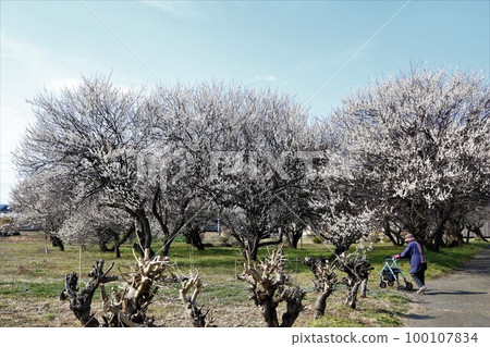 一位老婦人推著手推車漫步在盛開的梅林中，盛開的梅林為柚子之鄉森山町的春天增色不少 100107834