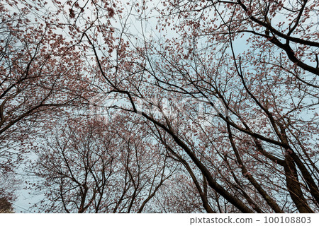 Sakura and sky 100108803
