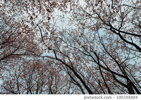 Sakura and sky 100108804