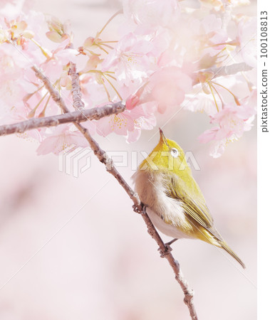 Kawazu cherry tree and mezzo 100108813