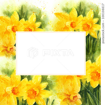 White frame on watercolour background with spring yellow narcissus White frame on watercolour background with spring yellow narcissus 100108817