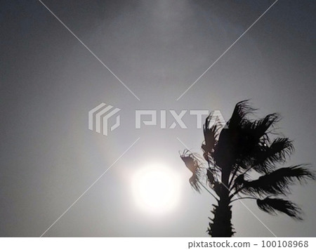 Background of tree leaves and sunlight blowing in the strong wind of a typhoon Background of tree leaves and sunlight blowing in the strong wind of a typhoon 100108968