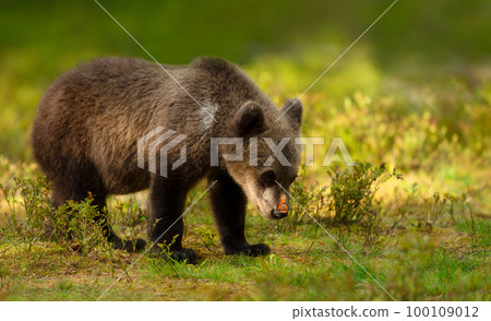 Close up of a cute bear cub with a butterfly on a nose Close up of a cute bear cub with a butterfly on a nose 100109012
