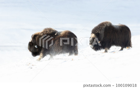 Musk Oxen in Dovrefjell mountains in winter Musk Oxen in Dovrefjell mountains in winter 100109018