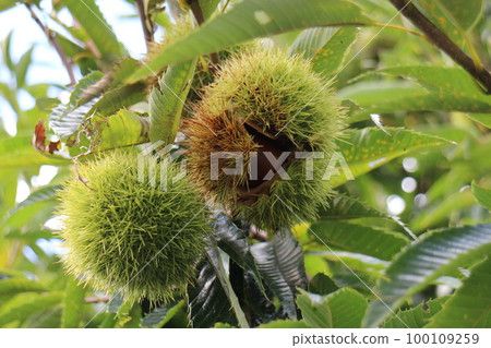 chestnuts on the tree chestnuts on the tree 100109259