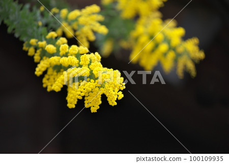 Ginkgo acacia flowers Ginkgo acacia flowers 100109935