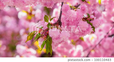 branch in pink cherry blossom. spring has come 100110483