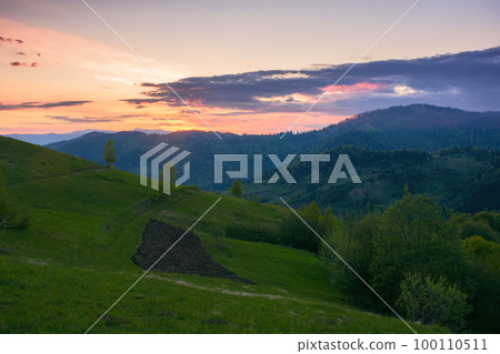 meadows of carpathian mountain. rural landscape with trees on the rolling hills at dusk in spring 100110511