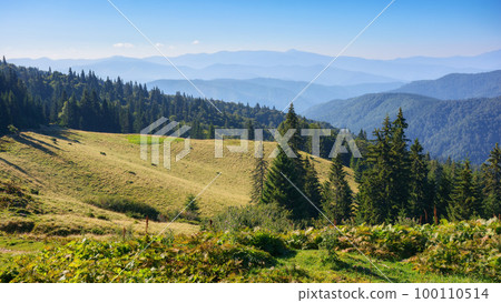countryside mountain landscape. green meadows and forested hills. sunny morning in summer countryside mountain landscape. green meadows and forested hills. sunny morning in summer 100110514
