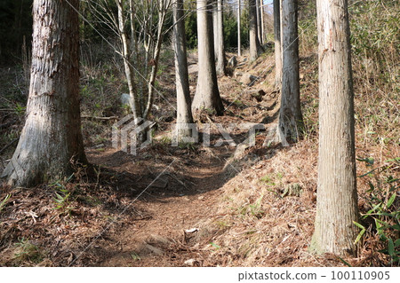 在森林裡的山路 100110905